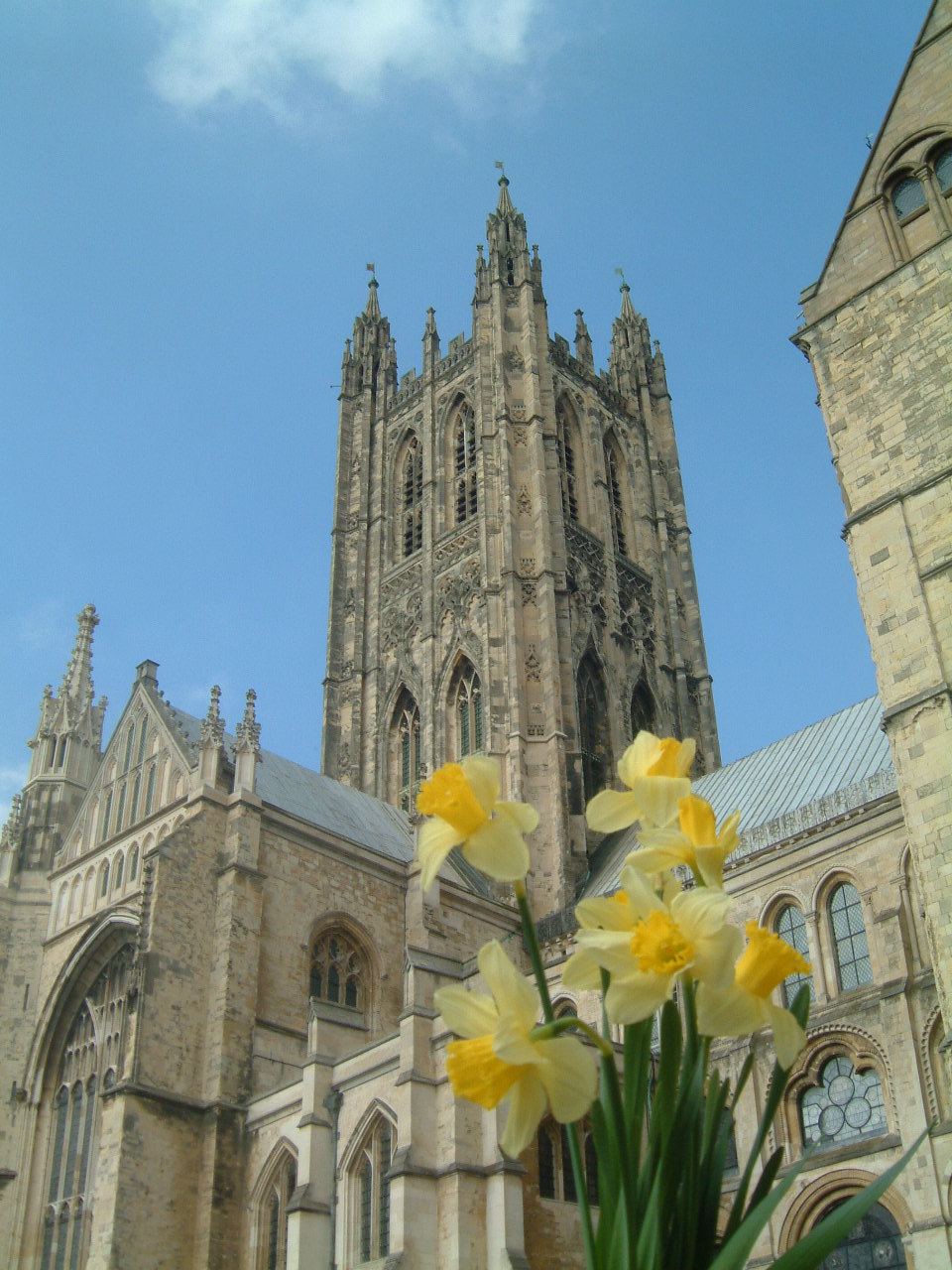 Daffodils in front of Bell Harry Tower