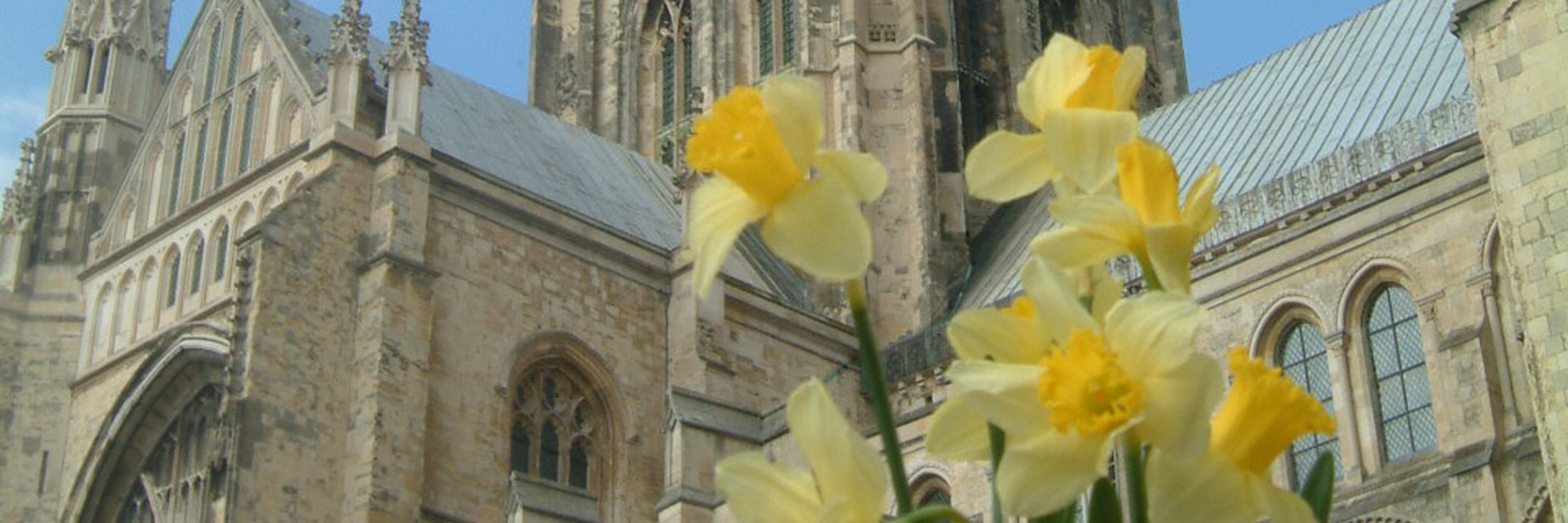 Daffodils in front of Bell Harry Tower